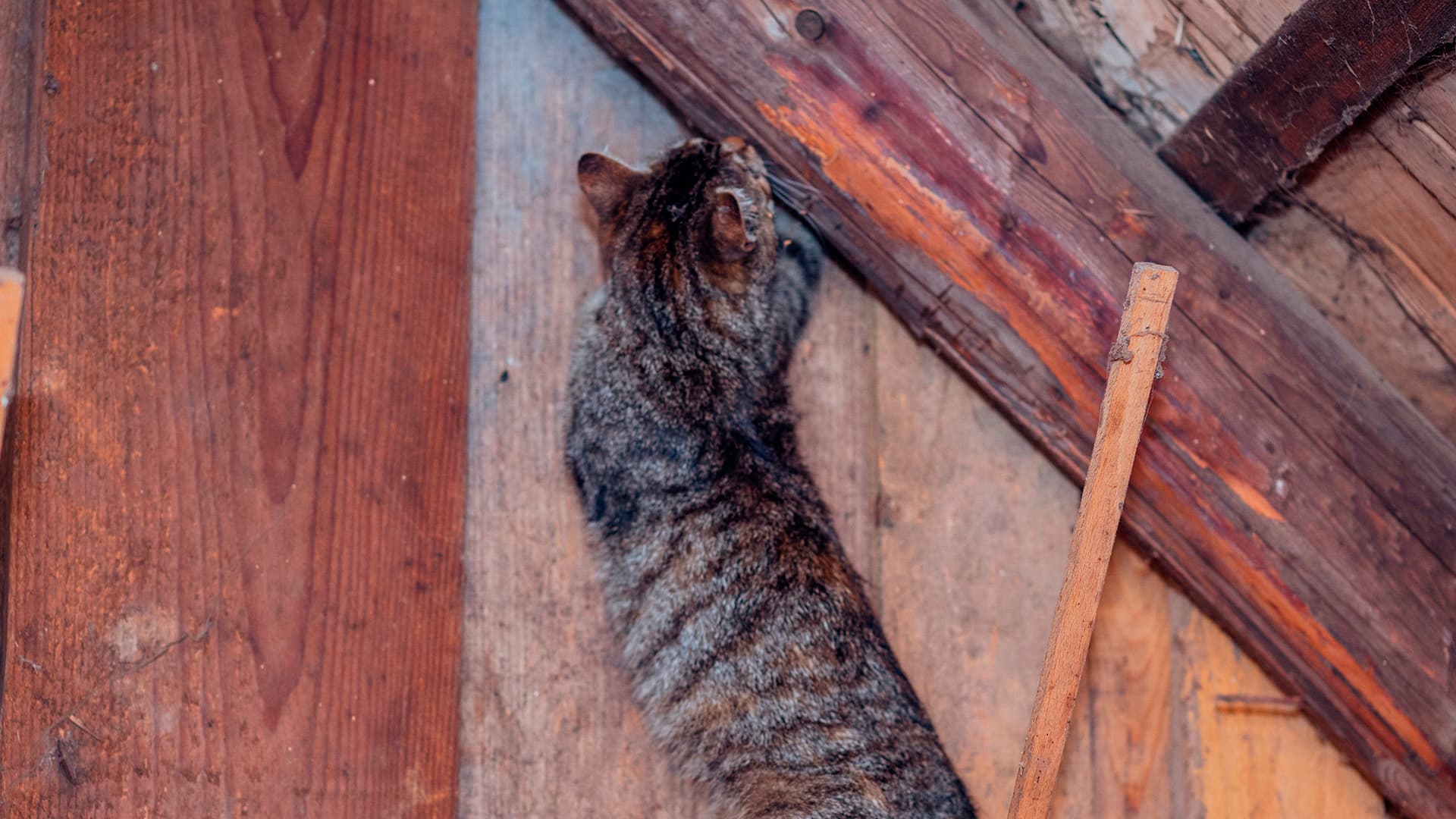 <p data-block-key="y6403">Kissa on tehokas luonnollinen torjuja, mutta yksin se ei riitä. Hiiriongelman hallinta vaatii myös rakenteiden tiivistämistä ja houkuttelevien tekijöiden poistamista. (Kuva: Adobe Stock)</p>
