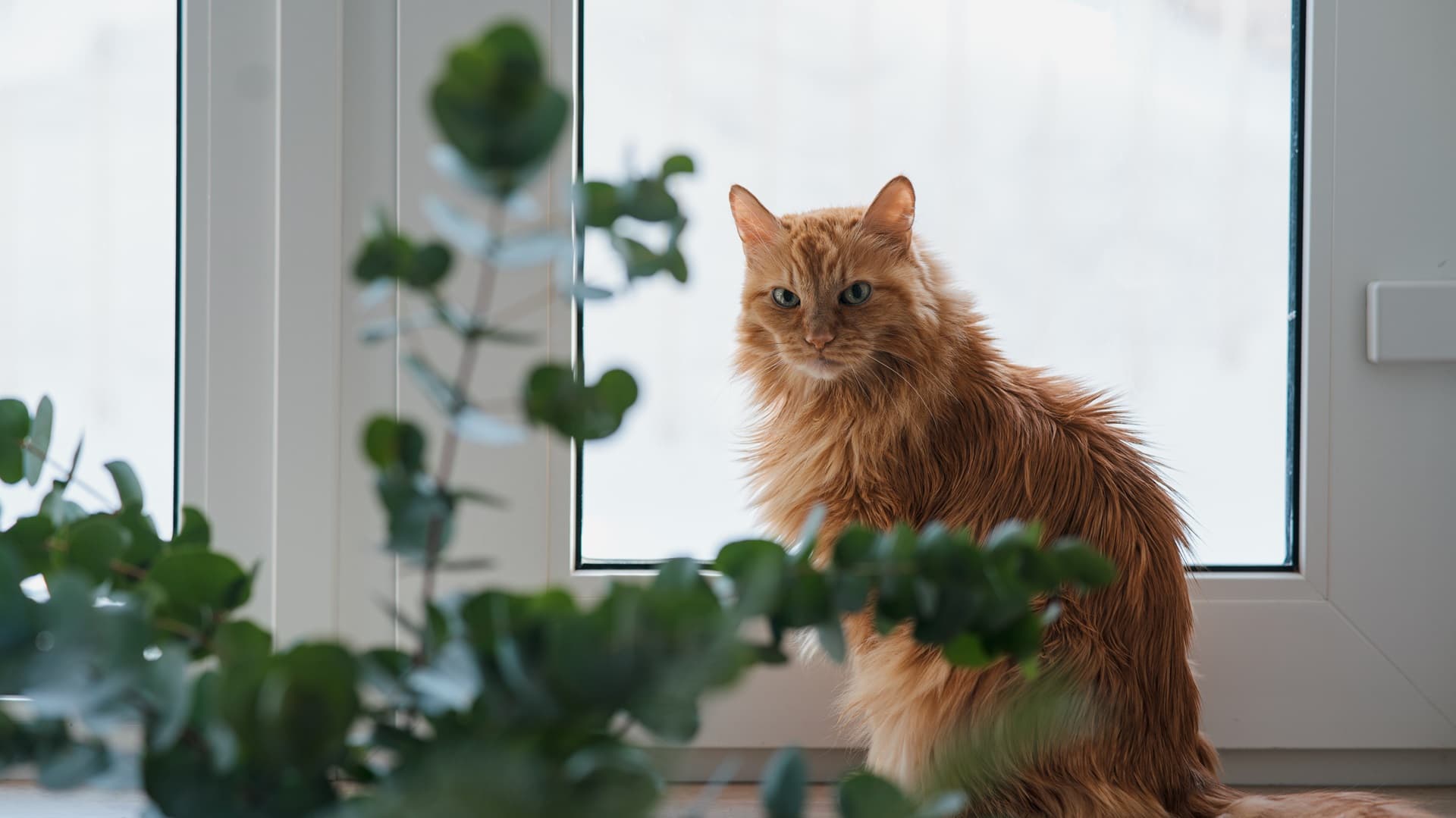 Lemmikki lievittää stressiä ja vahvistaa mielenterveyttä